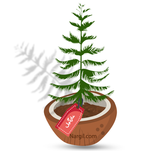  Nargil - Norfolk Island Pine